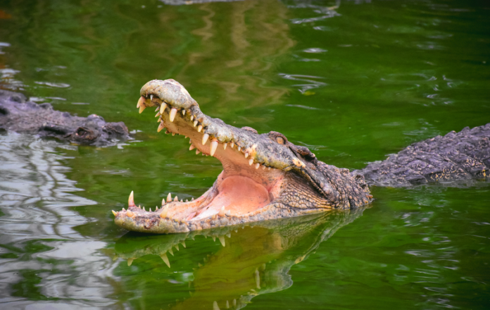 Crocodile Kills Boy During Soccer Game